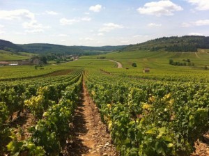 vignes beaune