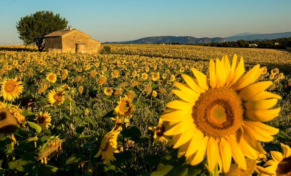 La Provence automne